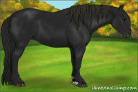 Horse Color:Gray Smoky Black 