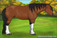 Horse Color:Gray Bay 