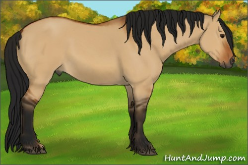 Horse Color:Gray Bay Dun