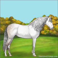 Horse Color:Gray Amber Champagne Sabino