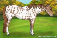 Horse Color:Chestnut Appaloosa