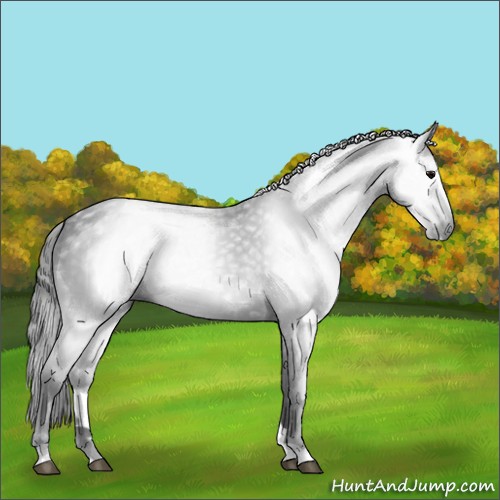 Horse Color:Gray Black 