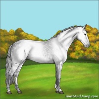 Horse Color:Gray Black 