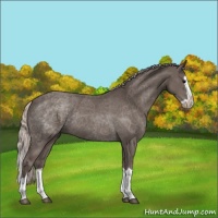 Horse Color:Silver Black Splash Rabicano 