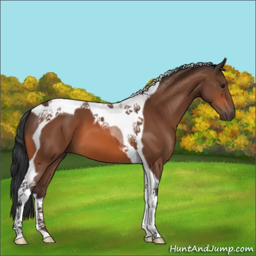 Horse Color:Bay Tobiano 