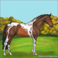 Horse Color:Bay Tobiano 