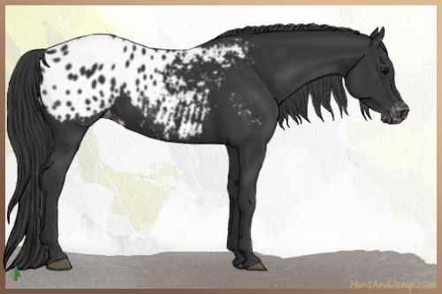 Horse Color:Black Blanket 