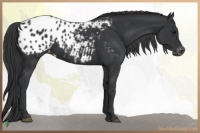 Horse Color:Black Appaloosa 