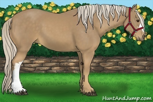 Horse Color:Palomino