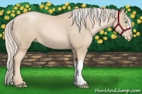 Horse Color:Palomino Pearl 