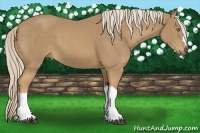 Horse Color:Palomino