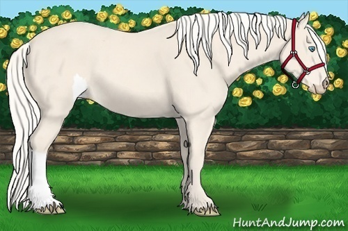 Horse Color:Cremello