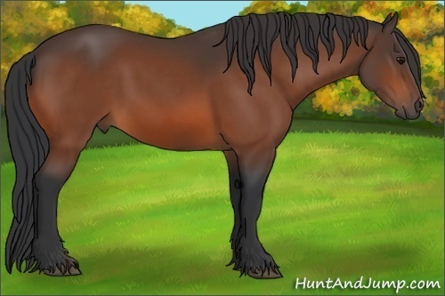 Horse Color:Bay Rabicano