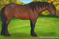 Horse Color:Bay Rabicano