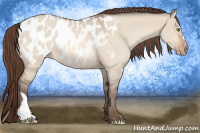 Horse Color:Amber Champagne Dun Blanket 