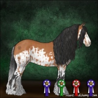 Horse Color:Bay Splash Frame and Bay Splash Frame