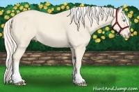 Horse Color:Cremello 