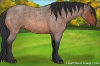 Horse Color:Bay Roan 