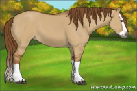 Horse Color:Gray Red Dun Splash 