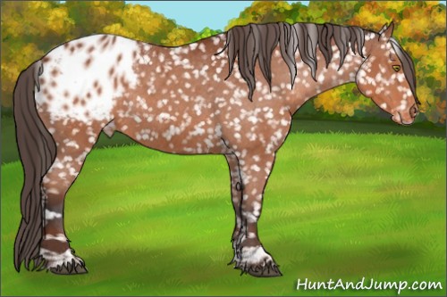 Horse Color:Bay Tobiano Blanket Rabicano 