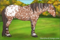 Horse Color:Bay Tobiano Blanket Rabicano 