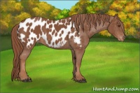 Horse Color:Chestnut Near Leopard
