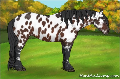 Horse Color:Brown Near Leopard 