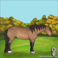 Horse Color:Buckskin Rabicano