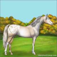 Horse Color:Gray Silver Smoky Blue Roan Pearl Appaloosa 