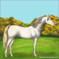 Horse Color:Smoky Blue Roan Pearl 