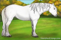 Horse Color:Gray Nacre Silver Bay Dun