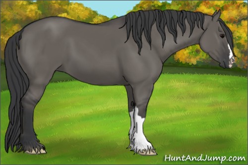 Horse Color:Grullo