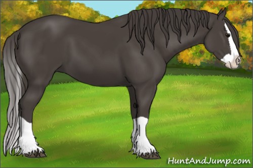 Horse Color:Smoky Black Splash 