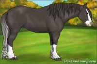 Horse Color:Smoky Black Splash