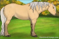 Horse Color:Silver Buckskin Dun 