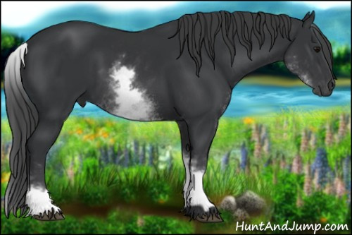 Horse Color:White Spotted Black 