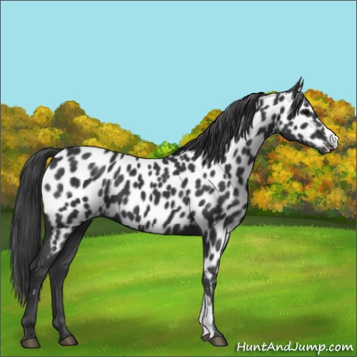 Horse Color:Black Near Leopard 