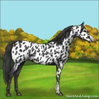 Horse Color:Black Near Leopard 