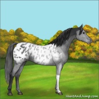 Horse Color:Black Near Leopard 