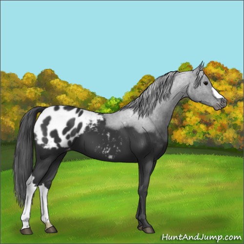 Horse Color:Black Appaloosa