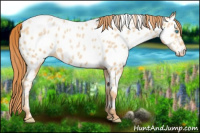 Horse Color:White Spotted Buckskin Pearl Near Leopard 