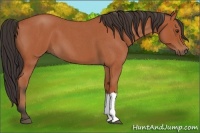 Horse Color:Bay Roan 