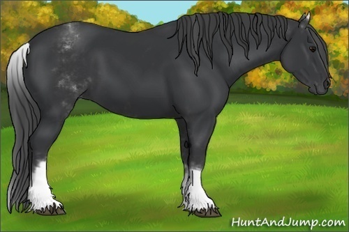 Horse Color:White Spotted Black