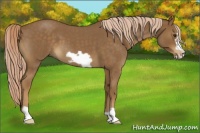 Horse Color:Chocolate Palomino Roan Frame 