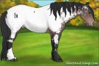 Horse Color:Platinum Brown Appaloosa Rabicano 