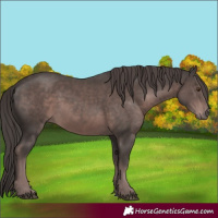 Horse Color:Platinum Liver Chestnut Rabicano 