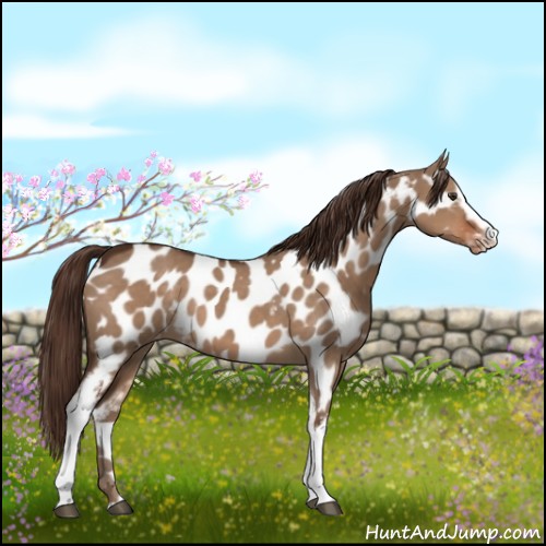 Horse Color:White Spotted Liver Red Dun Sabino Near Leopard 