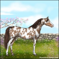 Horse Color:White Spotted Liver Red Dun Sabino Near Leopard 