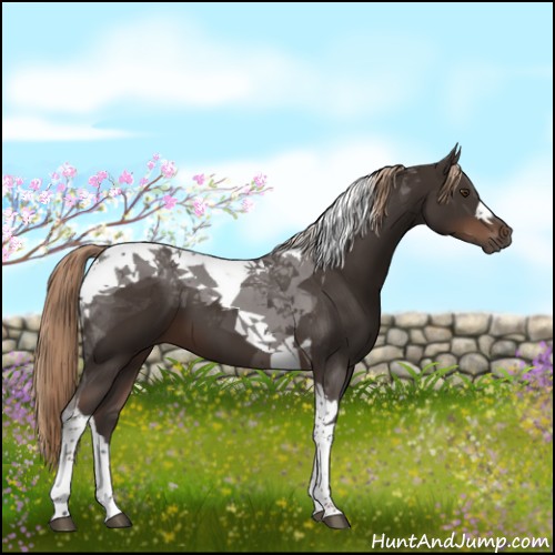 Horse Color:Liver Chestnut Tobiano