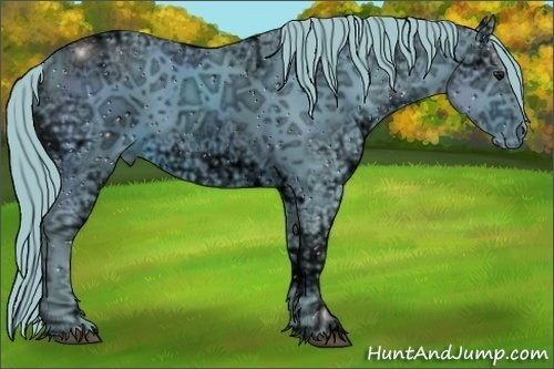 Horse Color:ERROR: UNKNOWN ANOMALY